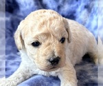 Puppy Puppy 6 Cavapoo (Miniature)