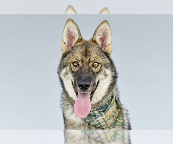 Medium Photo #1 German Shepherd Dog-Siberian Husky Mix Puppy For Sale in Pasadena, CA, USA