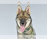 Small German Shepherd Dog-Siberian Husky Mix