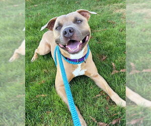 Mutt Dogs for adoption in Sacramento, CA, USA