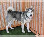 Small #1 Huskies  Mix