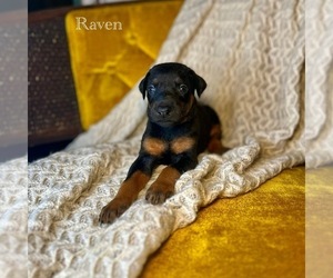 Medium Doberman Pinscher