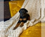 Puppy Raven Doberman Pinscher