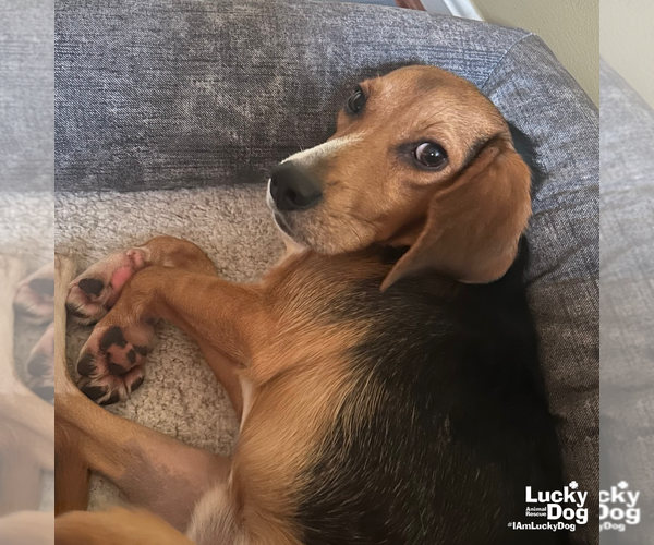 Medium Photo #6 Beagle-Unknown Mix Puppy For Sale in Washington, DC, USA