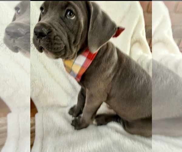 Medium Photo #4 Mutt Puppy For Sale in Goodyear, AZ, USA