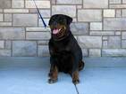 Small Photo #1 Rottweiler Puppy For Sale in OGDEN, UT, USA