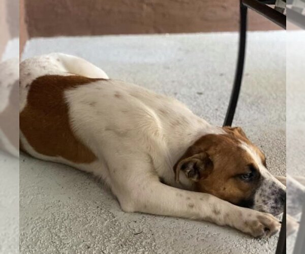 Medium Photo #8 Mutt Puppy For Sale in Sanford, FL, USA