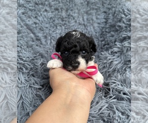 Poodle (Toy) Puppy for sale in JEFFERSONVILLE, IN, USA