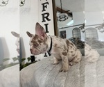 Small #9 French Bulldog