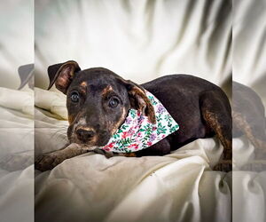 Mutt Dogs for adoption in Lawrenceville, NJ, USA