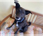 Small #7 Pembroke Welsh Corgi Mix