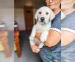 Small Photo #2 Labrador Retriever Puppy For Sale in WAGENER, SC, USA