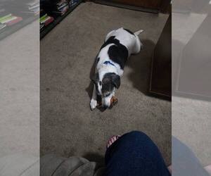 Skeeter - Male Beagle Dog for Adoption - Photo #4