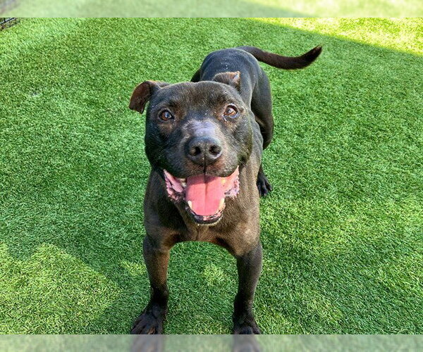 Medium Photo #1 Mutt Puppy For Sale in Orange, CA, USA