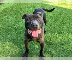 Mutt Dogs for adoption in Orange, CA, USA