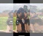 Small #2 Rottweiler