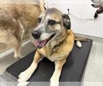 Small German Shepherd Dog Mix