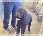 *SAM - Male Labradoodle Dog for Adoption - Small photo
