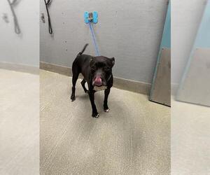 American Pit Bull Terrier-Unknown Mix Dogs for adoption in Las Vegas, NV, USA