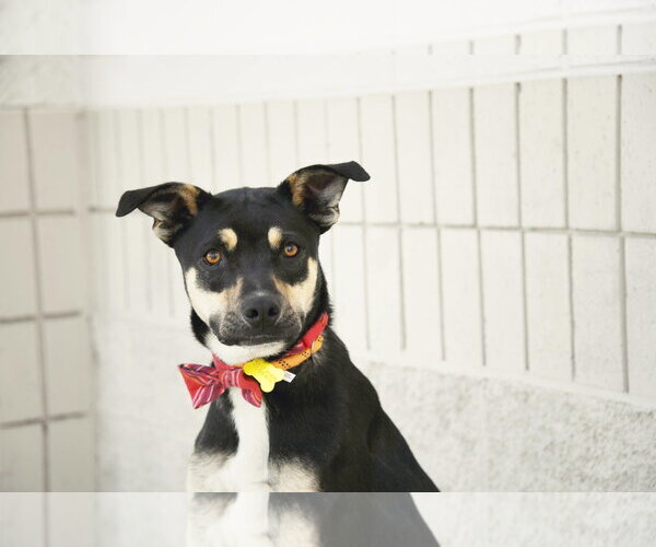 Medium Photo #11 Mutt Puppy For Sale in Sandy, UT, USA