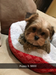Small Photo #6 Shorkie Tzu Puppy For Sale in MONTGOMERY, AL, USA