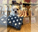 Puppy Dixie Poodle (Miniature)-Zuchon Mix