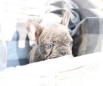 Small Photo #2 French Bulldog Puppy For Sale in GILLETTE, WY, USA