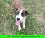 Small Photo #2 Mutt Puppy For Sale in Milton, FL, USA