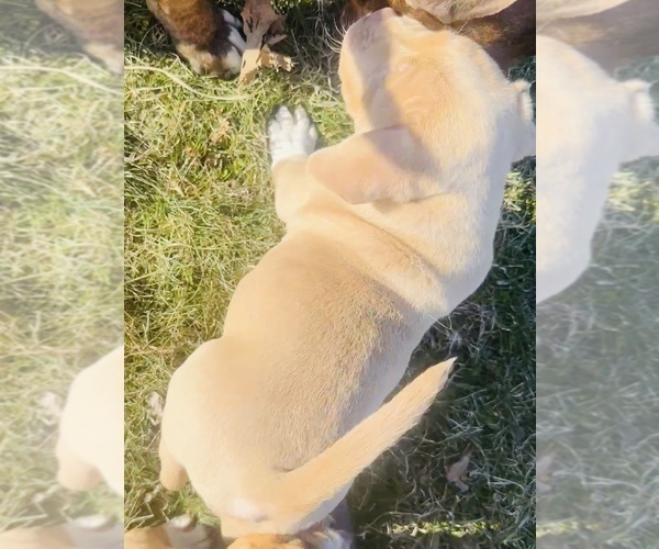 Medium Photo #4 American Bully Puppy For Sale in GROVE CITY, MN, USA