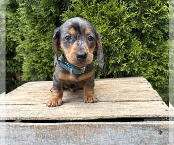 Medium Photo #3 Dachshund Puppy For Sale in MIDDLEBURY, IN, USA