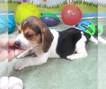 Small #3 Beagle