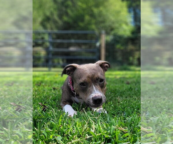 Medium Photo #1 American Staffordshire Terrier-Unknown Mix Puppy For Sale in Wenonah, NJ, USA
