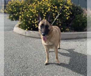 Mutt Dogs for adoption in Jackson, CA, USA