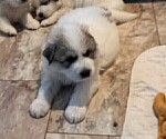 Small Photo #7 Great Pyrenees Puppy For Sale in MOUNT AIRY, NC, USA