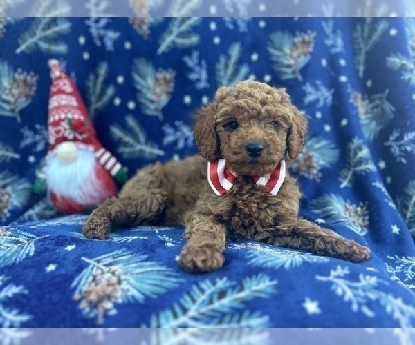 Medium Photo #6 Cock-A-Poo Puppy For Sale in LAKELAND, FL, USA