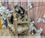 Small #4 Yorkshire Terrier