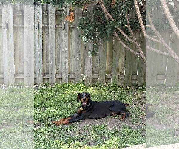 Medium Photo #6 Doberman Pinscher Puppy For Sale in Minneaoplis, MN, USA