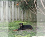 Small #5 Doberman Pinscher