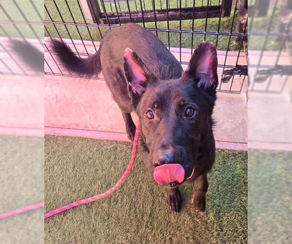 Medium Photo #1 German Shepherd Dog Puppy For Sale in Sacramento, CA, USA
