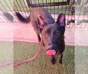 German Shepherd Dog Dogs for adoption in Sacramento, CA, USA
