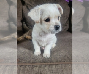 Shih Tzu Puppy for sale in FORT MORGAN, CO, USA