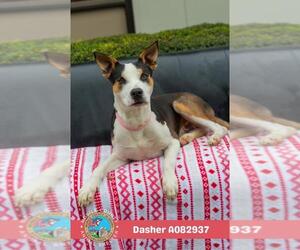 Labrador Retriever Dogs for adoption in Mobile, AL, USA