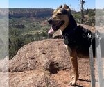 Small Photo #11 Mutt Puppy For Sale in Kanab, UT, USA
