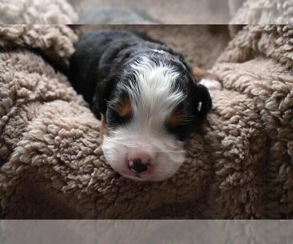 Medium Photo #8 Bernedoodle Puppy For Sale in ELMWOOD, IL, USA