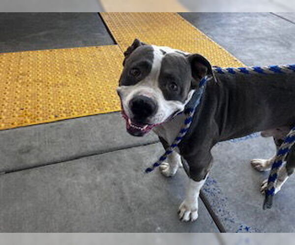 Medium Photo #1 American Pit Bull Terrier Puppy For Sale in Bakersfield, CA, USA
