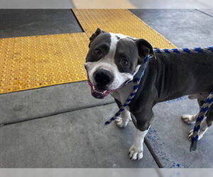 American Pit Bull Terrier Dogs for adoption in Bakersfield, CA, USA