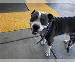 Small American Pit Bull Terrier