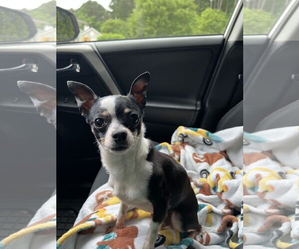 Medium Photo #4 Chihuahua Puppy For Sale in Virginia Beach, VA, USA