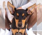 Small #1 Miniature Pinscher Mix