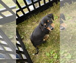 Small #3 Beagle Mix